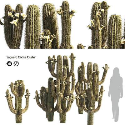 仙人掌植物盆栽